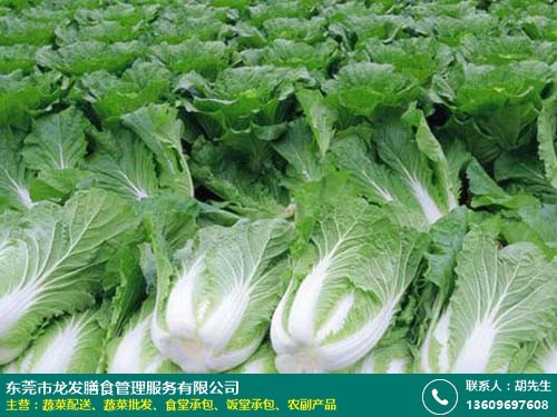 龍發膳食 專業綠色蔬菜批發，為商場、酒樓及工廠食堂提供長期新鮮配送服務