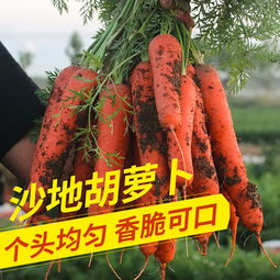 新鮮蔬菜批發(fā)新選擇 10斤帶箱胡蘿卜，健康便捷直達餐桌