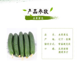 蘇子富春水果黃瓜——夏季綠色農家小黃瓜，新鮮現摘的東北特產｜嘗鮮正當時！